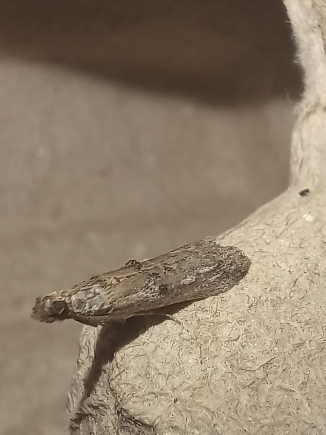 Nephopterix angustella - 2nd VC57 Record - 3rd August 2026 - Normanton, Derby - Andrew-John Shervill