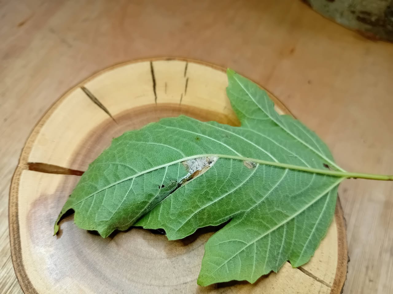 Phyllonorycter lantanella - 7th August 2026 - Hall lane Ponds, Markham Vale - Mark Radford.