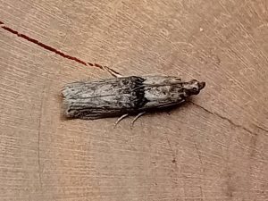 Nephopterix angustella - 2nd VC57 Record - 3rd August 2026 - Staveley - Mark Radford