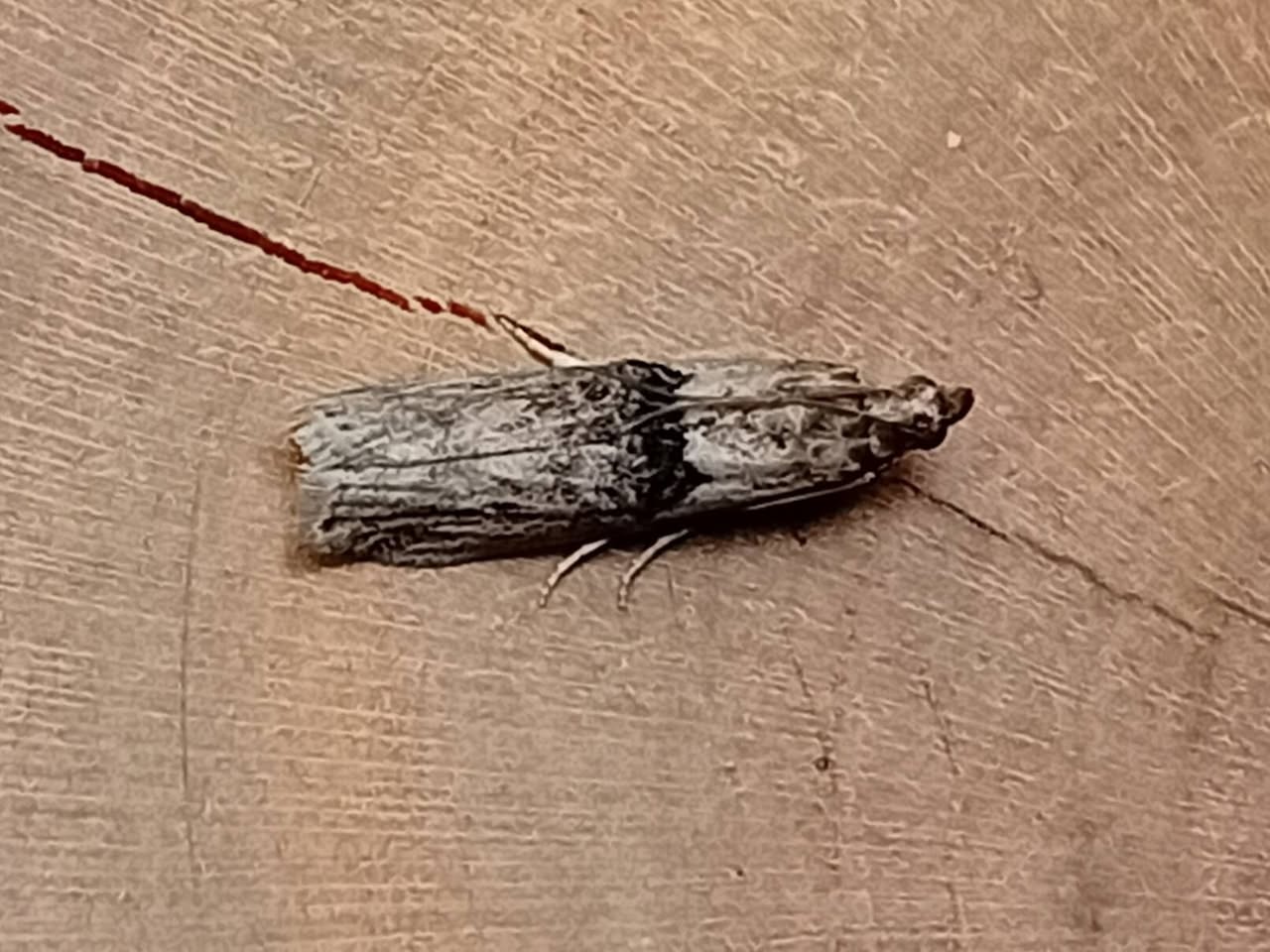 Nephopterix angustella - 2nd VC57 Record - 3rd August 2026 - Staveley - Mark Radford