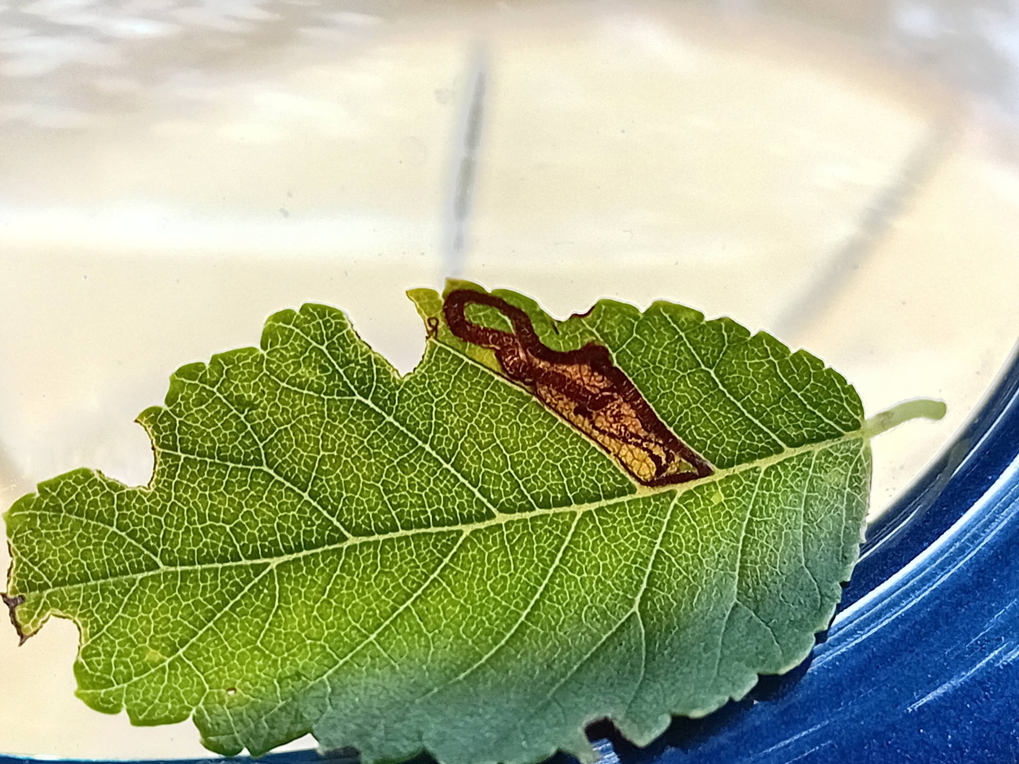 Stigmella ulmivora - leaf mine - 5th August 2026 - Markham Vale, North Tip - Mark Radford