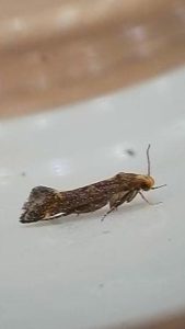 Apodia martinii - 3 adults on Common Fleabane flowers - 6th August 2026 - Markham Vale, Seymour - Mark Radford