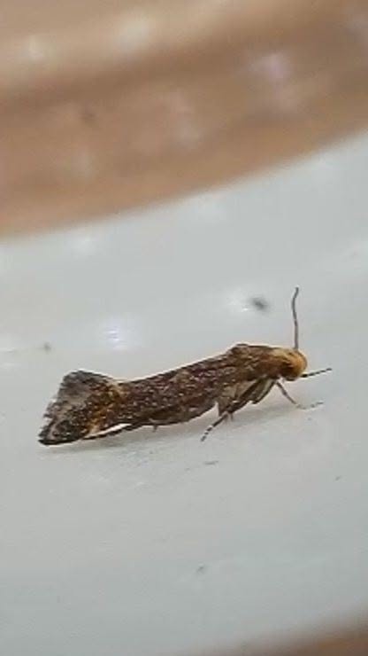 Apodia martinii - 3 adults on Common Fleabane flowers - 6th August 2026 - Markham Vale, Seymour - Mark Radford