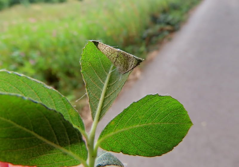 Caloptilia stigmatella - leaf mine - 5th August 2026 - Wyver Lane, Belper - Dave Evans