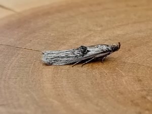Nephopterix angustella - 2nd VC57 Record - 3rd August 2026 - Staveley - Mark Radford