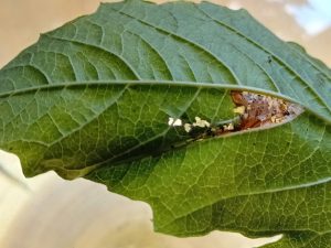 Phyllonorycter lantanella - 7th August 2026 - Hall lane Ponds, Markham Vale - Mark Radford.
