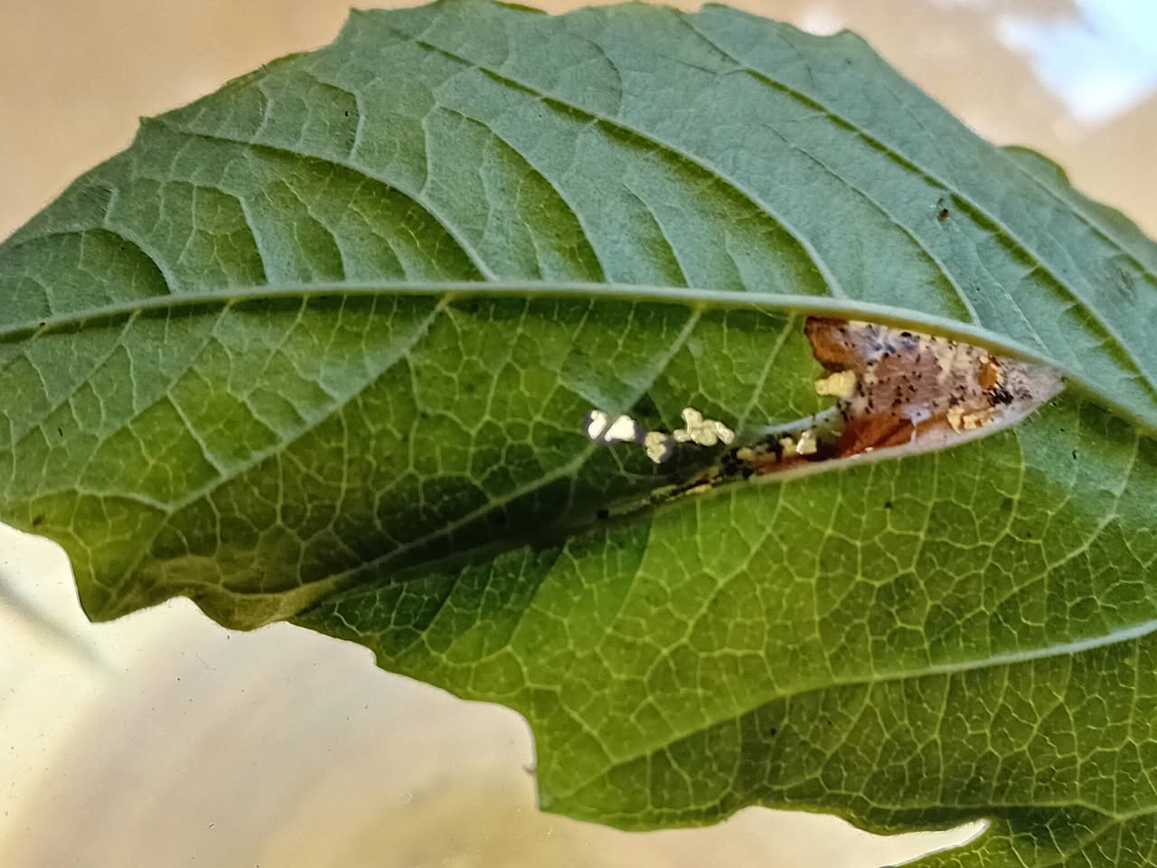 Phyllonorycter lantanella - 7th August 2026 - Hall lane Ponds, Markham Vale - Mark Radford.