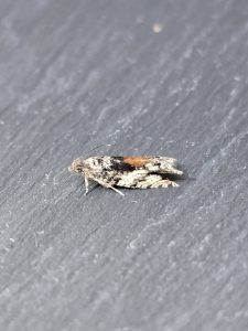 Epinotia nisella - 9th August 2026 - Cromford - Clive Ashton 
