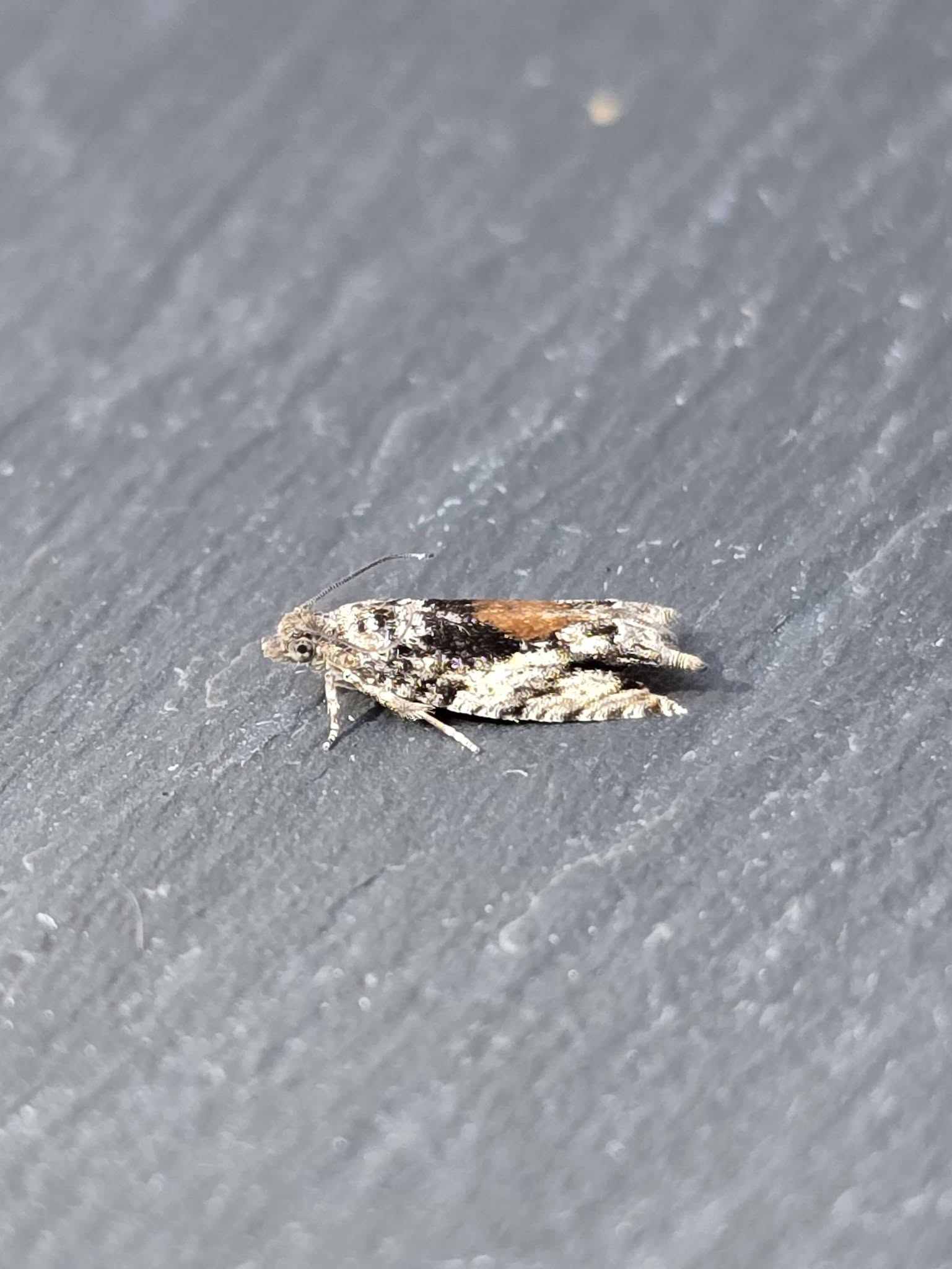 Epinotia nisella - 9th August 2026 - Cromford - Clive Ashton 