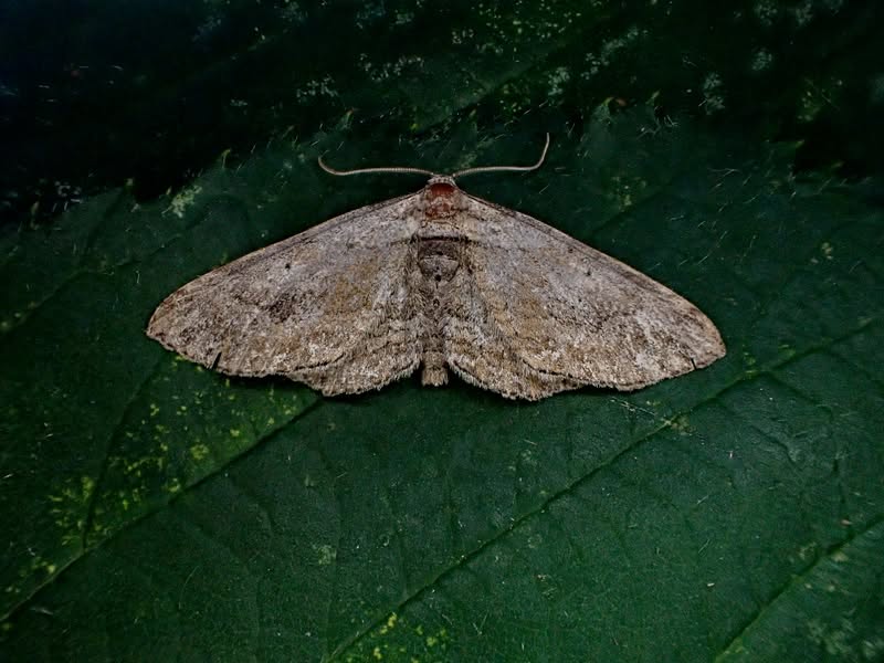 The Fern - 12th August 2026 - Ticknall Lime Yards NY Moth Survey - Graham Finch
