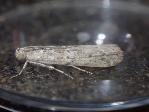 Ancylosis oblitella - 3rd VC57 record - 13/8/2026 - Quarndon - Dan Brown