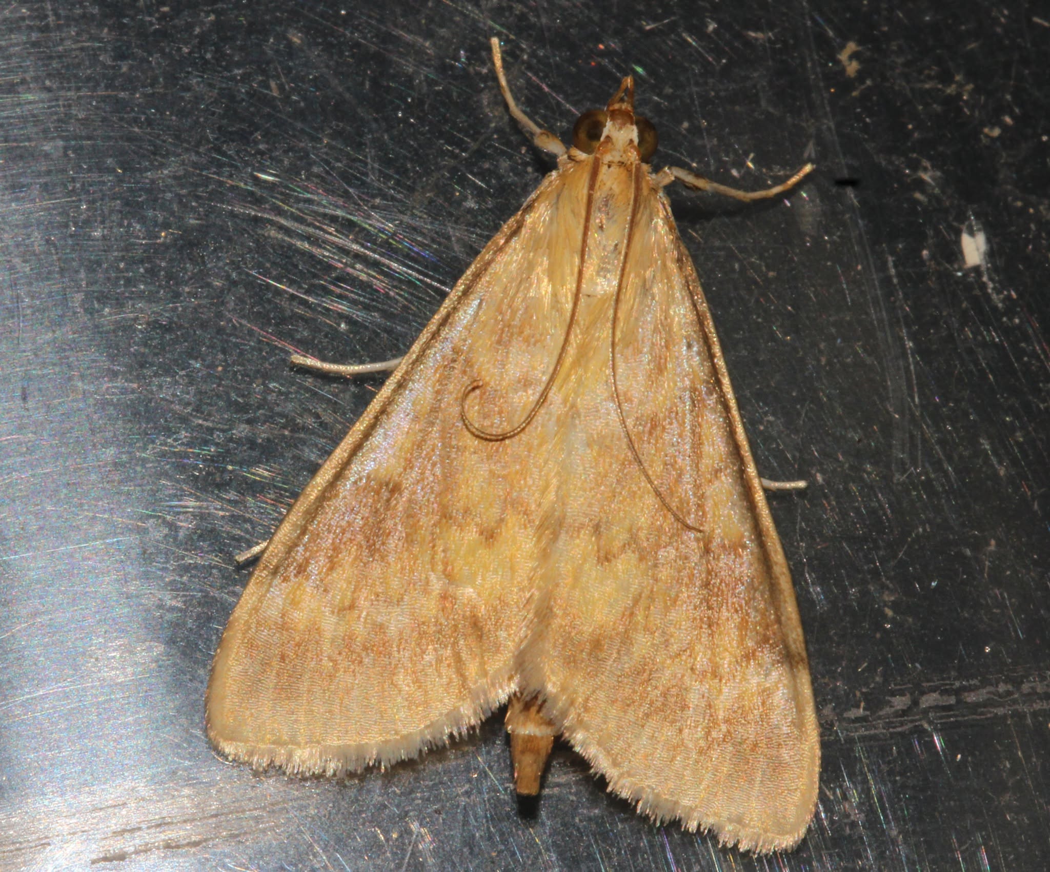 Ostrinia nubilalis (European Corn Borer) 4th record - 13th August 2026 - Allestree - William Grange