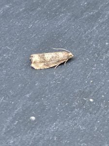 Cydia amplana - joint 2nd VC57 record - 12th August 2026 - Cromford - Clive Ashton 