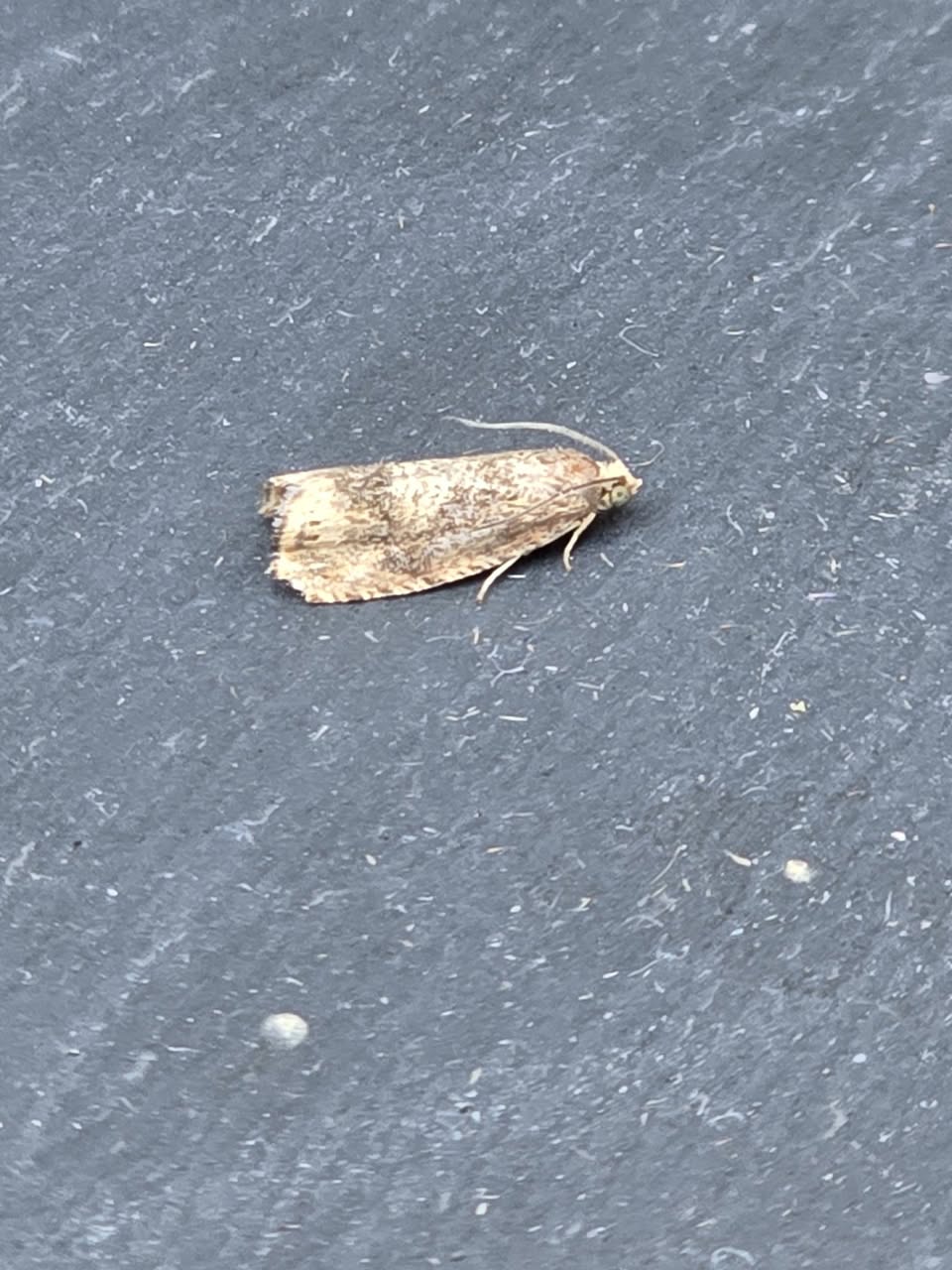 Cydia amplana - joint 2nd VC57 record - 12th August 2026 - Cromford - Clive Ashton 