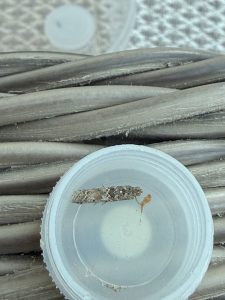 Ancylosis oblitella - 1st record for VC57 Derbyshire - 12th August 2026 - Melbourne - Tony Davison