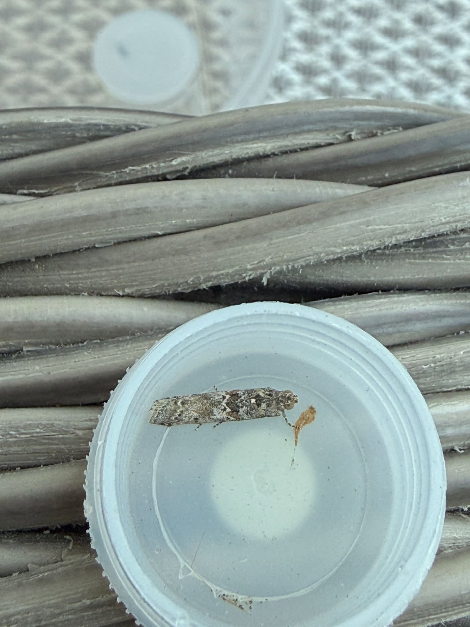 Ancylosis oblitella - 1st record for VC57 Derbyshire - 12th August 2026 - Melbourne - Tony Davison