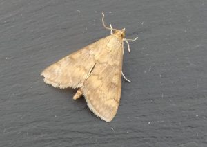 Ostrinia nubilalis (European Corn Borer) joint 4th record - 13th August 2026 - Private Land near Belper - Dave Newcombe/Clive Ashton
