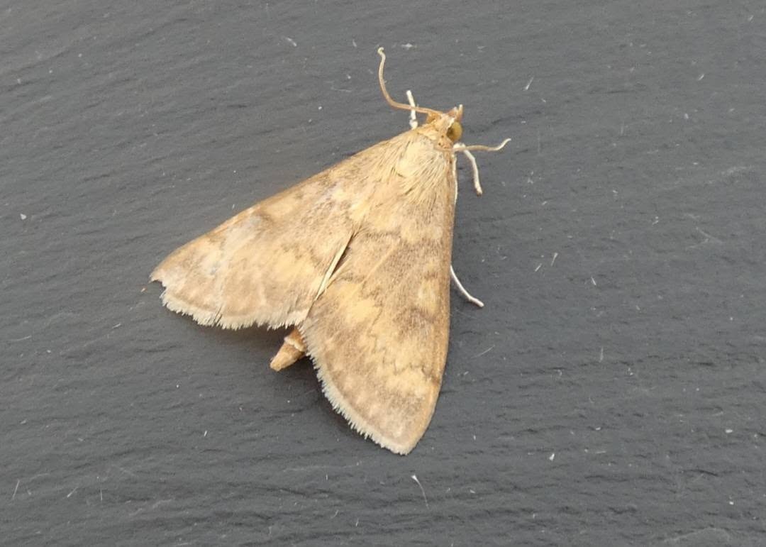 Ostrinia nubilalis (European Corn Borer) joint 4th record - 13th August 2026 - Private Land near Belper - Dave Newcombe/Clive Ashton