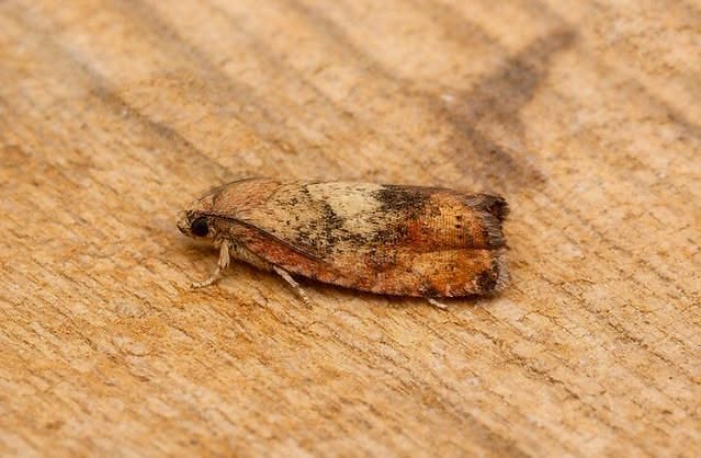 Cydia amplana - 3rd VC57 record - 14th August 2026 - Belper - Dave Evans