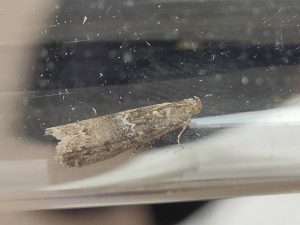 Ancylosis oblitella - 1st VC57 record - 8/8/2026 - Breaston - Steve Thorpe