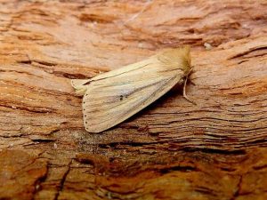 Webb's Wainscot - 3rd VC57 Derbyshire record - 15th August 2026 - Belper - Dave Evans