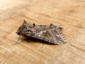 Ni Moth - 16th August 2026 - Belper - Dave Evans