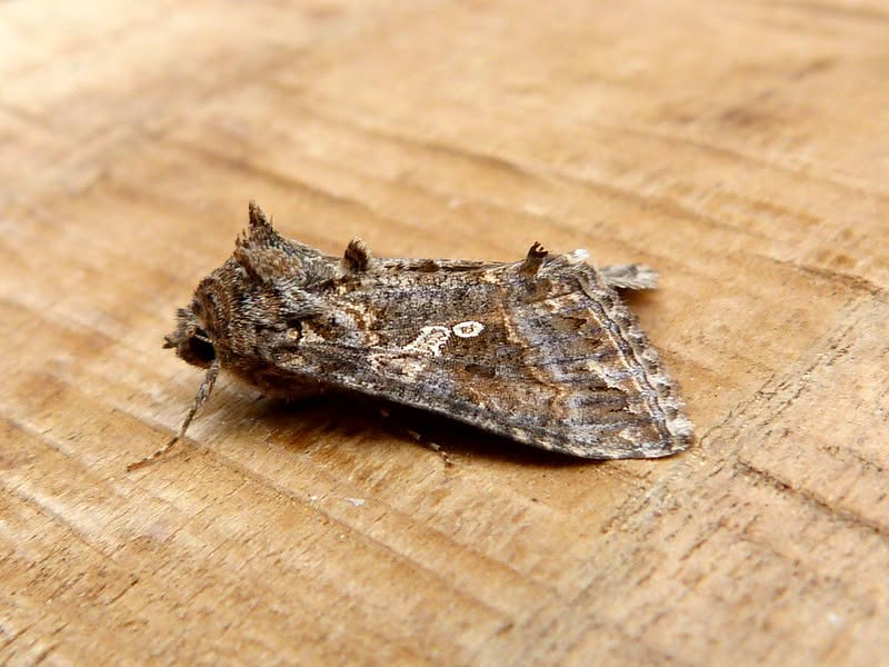 Ni Moth - 16th August 2026 - Belper - Dave Evans