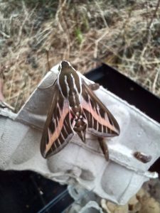 Striped Hawk-moth - 16th August 2026 - Atlow - Jeremy Erde.