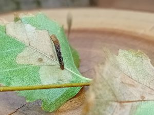 37.009 BF496Coleophora milvipennisBirch Case-bearer