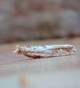 Crocidosema plebejana - 26th August 2026 - Staveley - Mark Radford