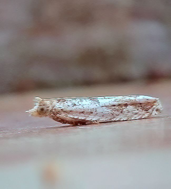 Crocidosema plebejana - 26th August 2026 - Staveley - Mark Radford
