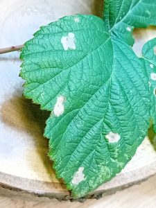 Coleophora potentillae  - 3rd VC57 record - Leaf mine on Bramble - 28th August 2026 - Markham Vale (Seymour) - Mark Radford
