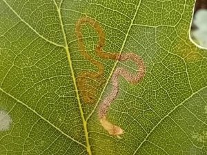 Stigmella basiguttella - 3rd VC57 record - Leaf mine on Oak - 28th August 2026 - Markham Vale - Mark Radford