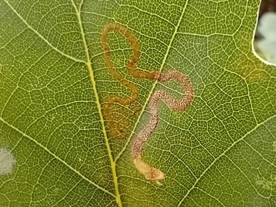 Stigmella basiguttella - 3rd VC57 record - Leaf mine on Oak - 28th August 2026 - Markham Vale - Mark Radford