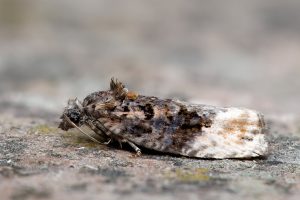 Apotomis betuletana - 24th August 2026 - Chaddesden - Martin Roome