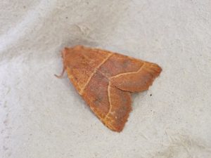 Centre-barred Sallow - variant form unicolor - 25th August 2026 - Norton Lees - Pete Mella