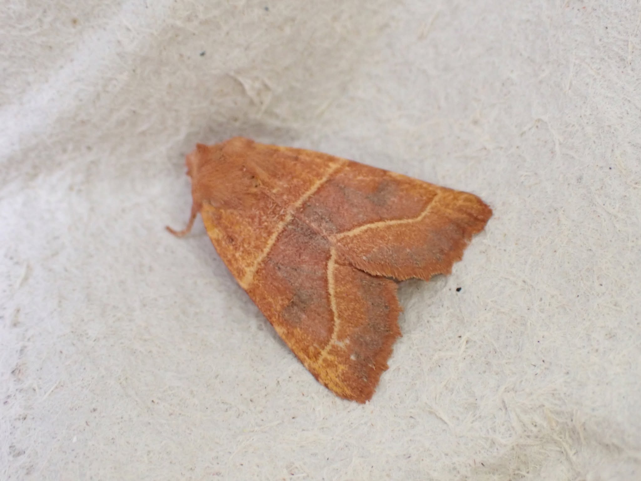 Centre-barred Sallow - variant form unicolor - 25th August 2026 - Norton Lees - Pete Mella