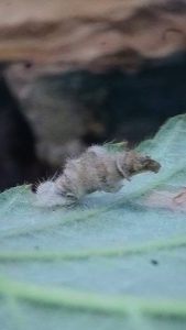 Coleophora potentillae  - 3rd VC57 record - Larval case on Bramble - 28th August 2026 - Markham Vale (Seymour) - Mark Radford