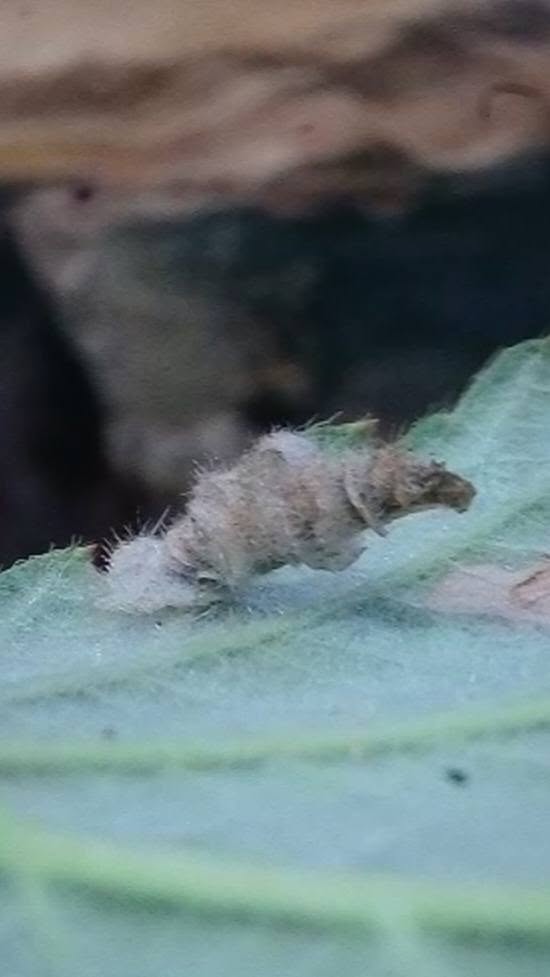 Coleophora potentillae  - 3rd VC57 record - Larval case on Bramble - 28th August 2026 - Markham Vale (Seymour) - Mark Radford