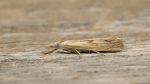 Moth Trap 9th -10th August 2026