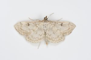 Anania perlucidalis - 9th July 2026 - Glossop - Christian Heintzen