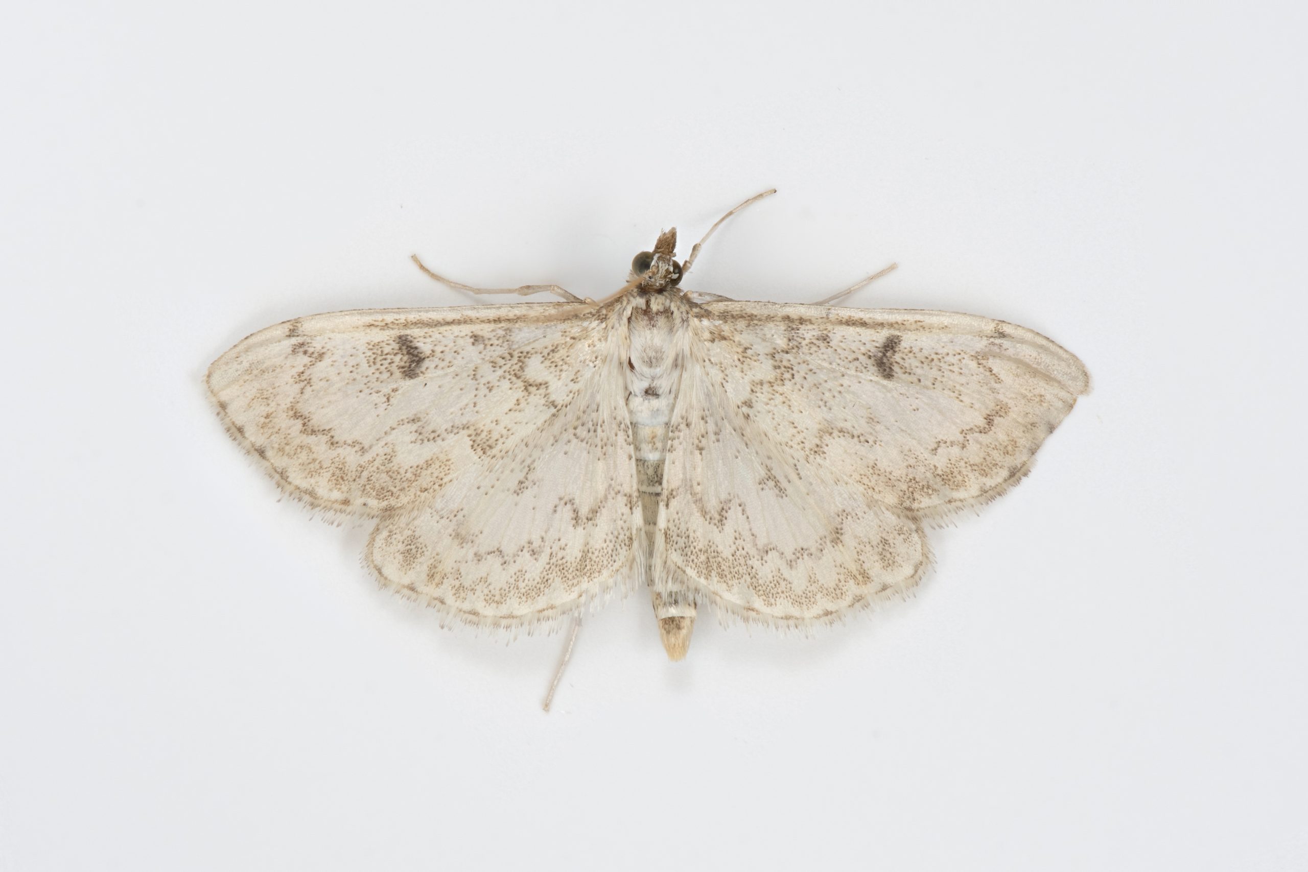 Anania perlucidalis - 9th July 2026 - Glossop - Christian Heintzen