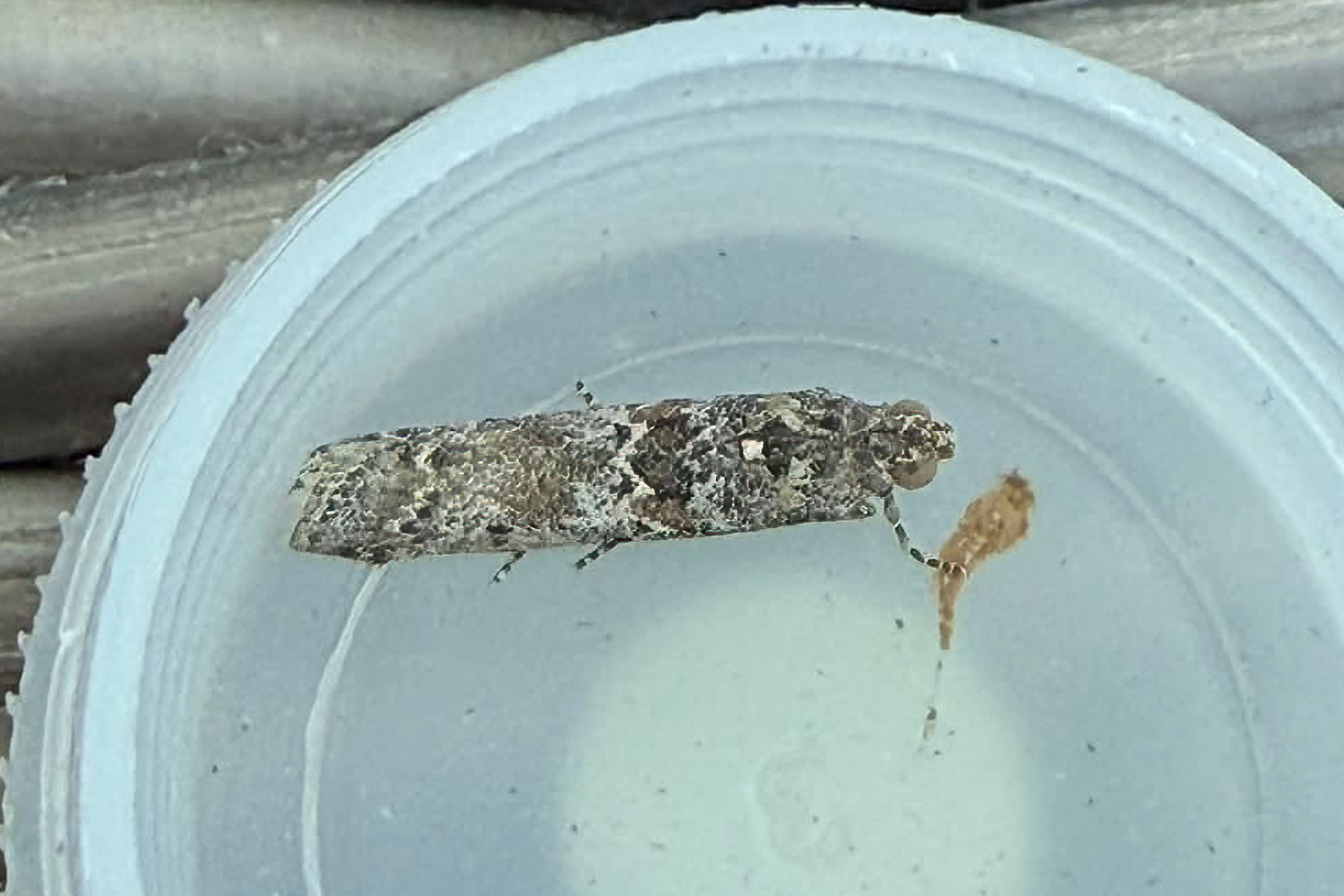 Saltmarsh Knot-horn