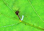 Bucculatrix ulmifoliae - leaf mine on elm - 5th August 2026 - Wyver Lane, Belper - Dave Evans - a first VC57 record