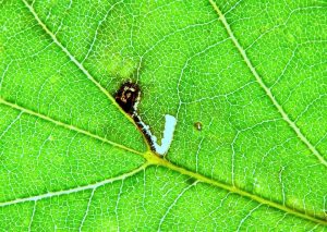 Bucculatrix ulmifoliae - leaf mine on elm - 5th August 2026 - Wyver Lane, Belper - Dave Evans - a first VC57 record