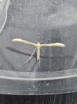45.039 BF1519 – Citron Plume (Hellinsia carphodactyla)