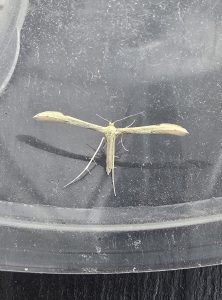 45.039 BF1519Hellinsia carphodactylaCitron Plume