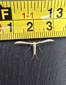 Citron Plume - 5th August 2026 - Cromford - Clive Ashton