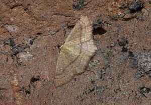 Clay Triple Lines - 12th August 2026 - Calke Park NY Moth Survey - Ticknall Lime Yards - Sean Browne