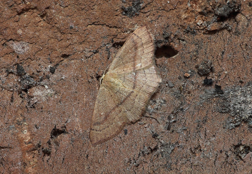 Clay Triple Lines - 12th August 2026 - Calke Park NY Moth Survey - Ticknall Lime Yards - Sean Browne